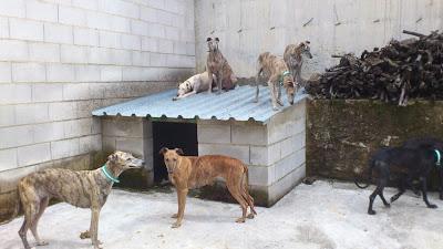 ACTUALIZACIÓN 22 DE MAYO. 11 galgos encerrados en una pocilga.