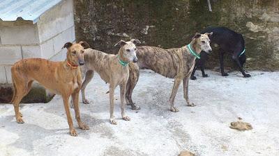 ACTUALIZACIÓN 22 DE MAYO. 11 galgos encerrados en una pocilga.