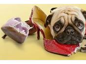 stress perros