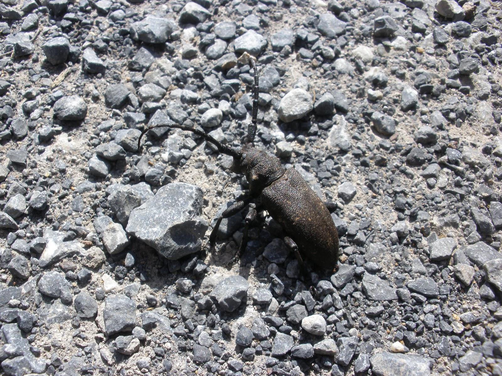 Vía verde de Galdames