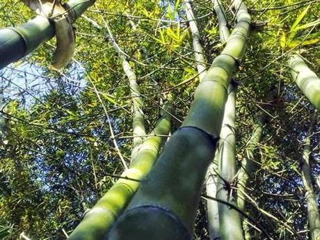 el-rattan-en-estado-natural