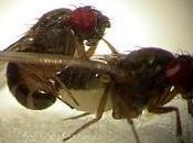 Crean artificial inspirado mosca drosophila