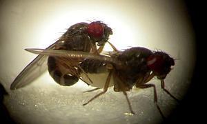 Crean un ojo artificial inspirado en la mosca drosophila