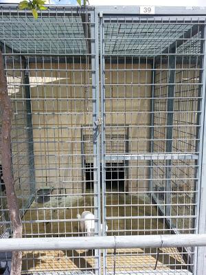 PERRITA PEQUEÑA ALBINA DE OJOS CLAROS QUE NO SOPORTA EL SOL.