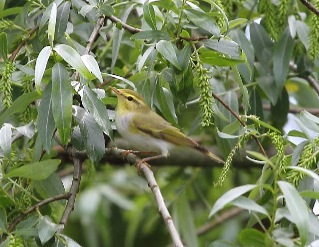 MOSQUITERO SILBADOR EN PLAIAUNDI