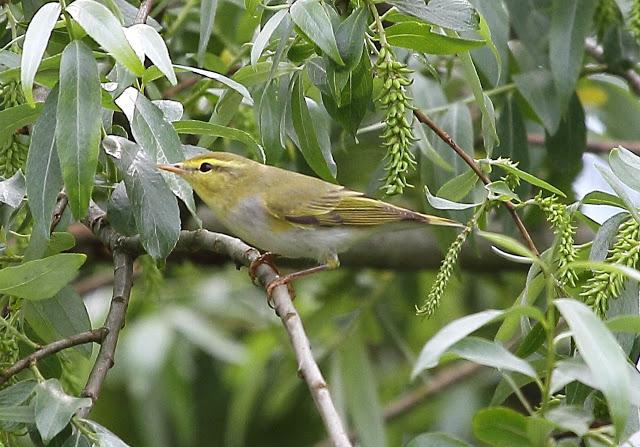 MOSQUITERO SILBADOR EN PLAIAUNDI