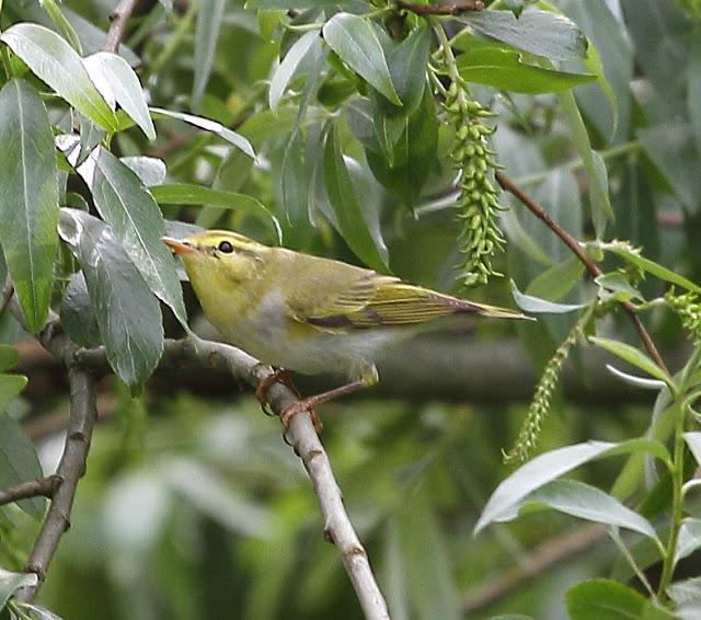 MOSQUITERO SILBADOR EN PLAIAUNDI