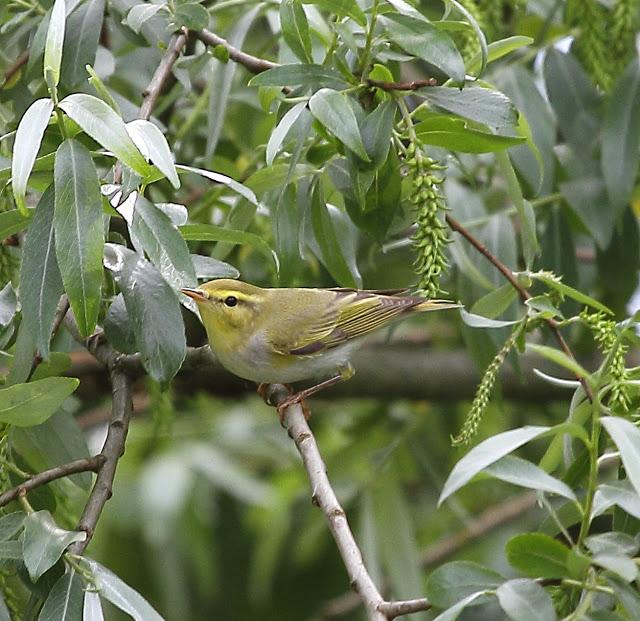 MOSQUITERO SILBADOR EN PLAIAUNDI