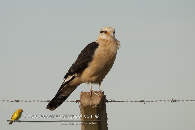 Chimachima (Yellow-headed caracara)