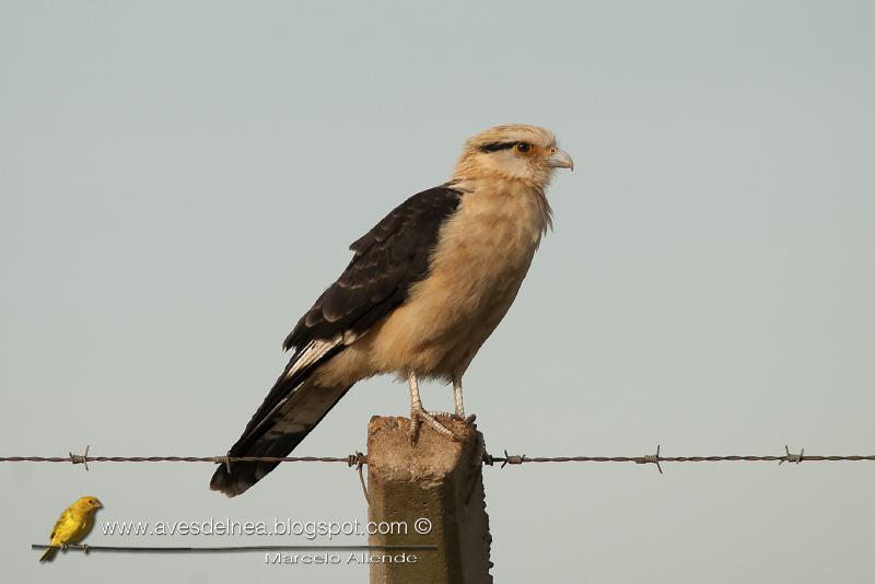 Chimachima (Yellow-headed caracara)