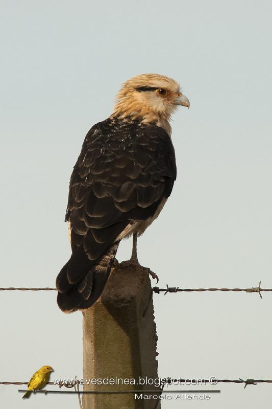 Chimachima (Yellow-headed caracara)