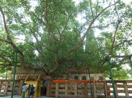 Bodhi Tree. Bodhgaya (INDIA) © 2011 Jose Ferrer