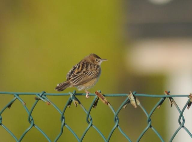 El reclamo del buitrón