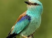 Pajaro verde