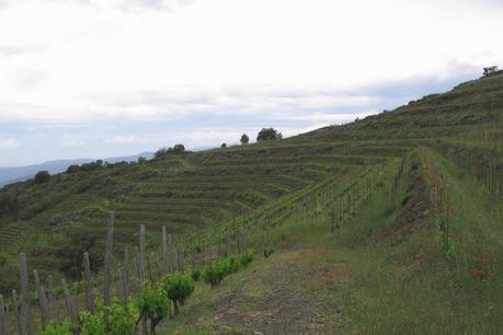 Els Escurçons de Mas Martinet 2