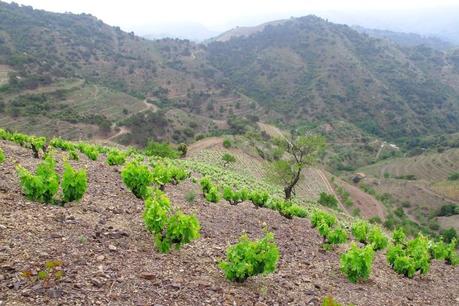 Mas de la Rosa de Vall-llach 2