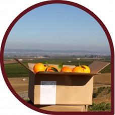 NARANJAS AROMA DEL GUADALQUIVIR