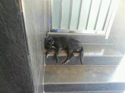 Duerme en un portal, solo quiere el calor de un hogar. (Murcia)