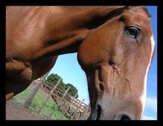 APOSTANDO A LA DISCIPLINA