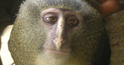 Un mono con OjOs humanos