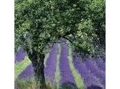 profesionales herramientas para desarrollo local sinergias territoriales."