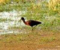 La colonia de morito común en Doñana rebasa las 4.000 parejas