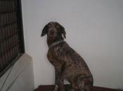 Historias adoptados: Mofly