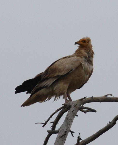 ALIMOCHE COMÚN-NEOPHRON PERCNOPTERUS-EGYPTIAN VULTURE