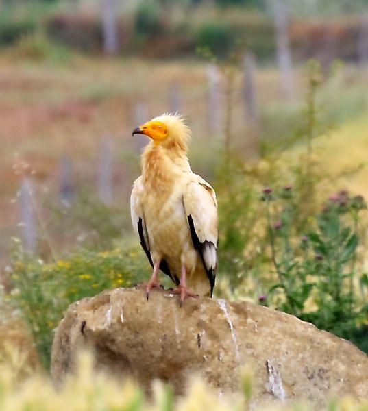 ALIMOCHE COMÚN-NEOPHRON PERCNOPTERUS-EGYPTIAN VULTURE