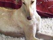 Noelia, galga preciosa, secuelas explotación