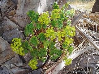 Flores en el solsticio de verano