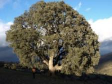 El árbol más grande de Andalucía descansa en Serón