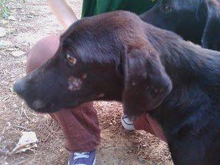 Balto Y Bart lanzados a una protectora saturada...