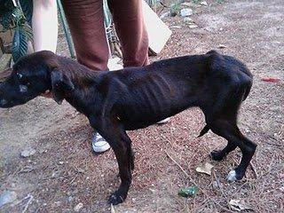 Balto Y Bart lanzados a una protectora saturada...