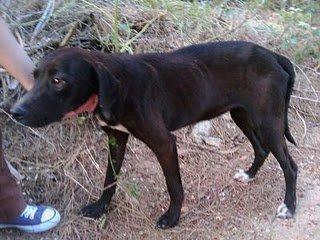 Balto Y Bart lanzados a una protectora saturada...