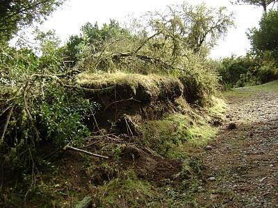 Requiem por mi tierra