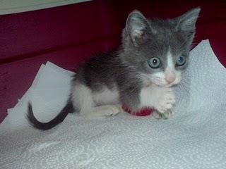 Gatito esperandote!!