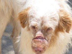 Rudy, un episodio mas de la brabarie humana