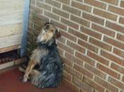 Perro atropellado perrera Santander novedades