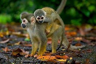 ¿Cuánto me quieres? ¿Más que...? ¿Tanto como...? ¿Menos que...?