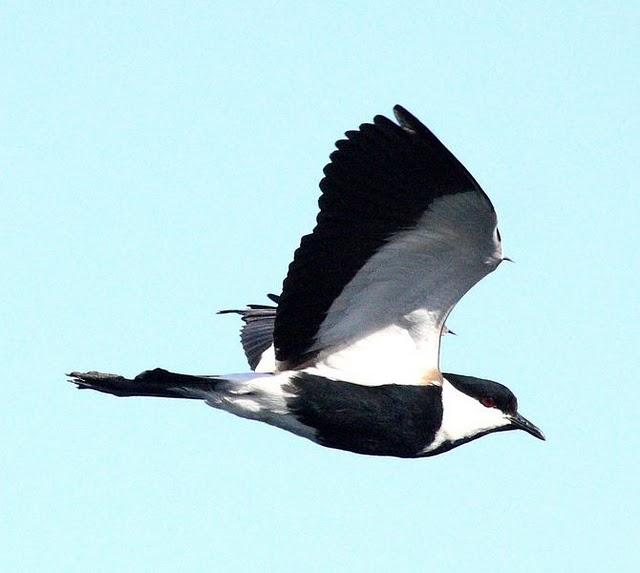 AVEFRIA ESPOLADA O ESPINOSA-VANELLUS SPINOSUS-SPUR-WINGED PLOVER