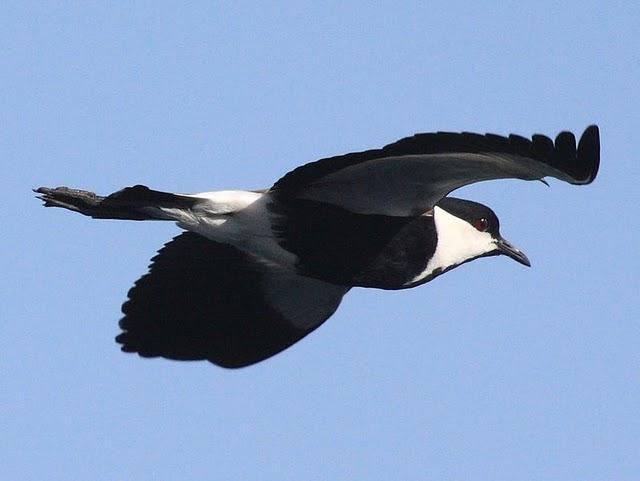 AVEFRIA ESPOLADA O ESPINOSA-VANELLUS SPINOSUS-SPUR-WINGED PLOVER