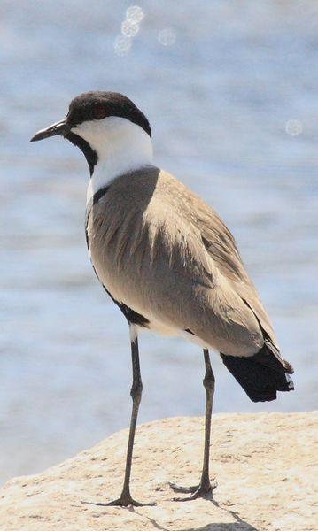 AVEFRIA ESPOLADA O ESPINOSA-VANELLUS SPINOSUS-SPUR-WINGED PLOVER
