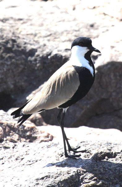 AVEFRIA ESPOLADA O ESPINOSA-VANELLUS SPINOSUS-SPUR-WINGED PLOVER