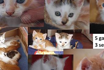 Cinco preciosos gatitos de 1 mes en adopción (Asturias) - Paperblog