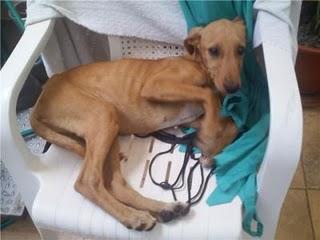 CACHORRA  DE GALGA NECESITA ACOGIDA URGENTE , SI NO IRA A...