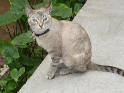 gatita  monica, desaparecida en sitges        Animalistas...