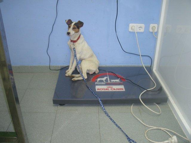 Urgente!!! casa de acogida en Sevilla, vida en peligro