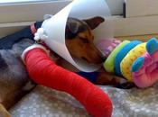 Chikitin operado recuperandose