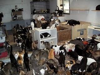 PROYECTO GATO EN PELIGRO!‏